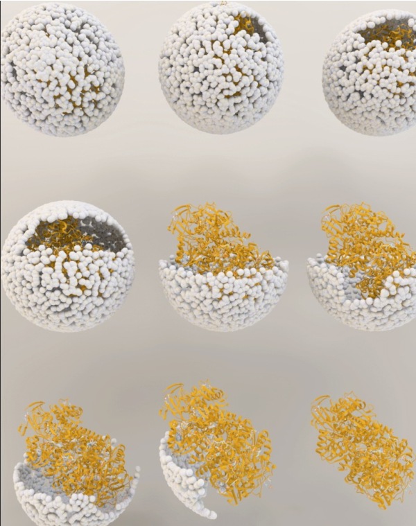 Illustration showing the release of NiFe-hydrogenase